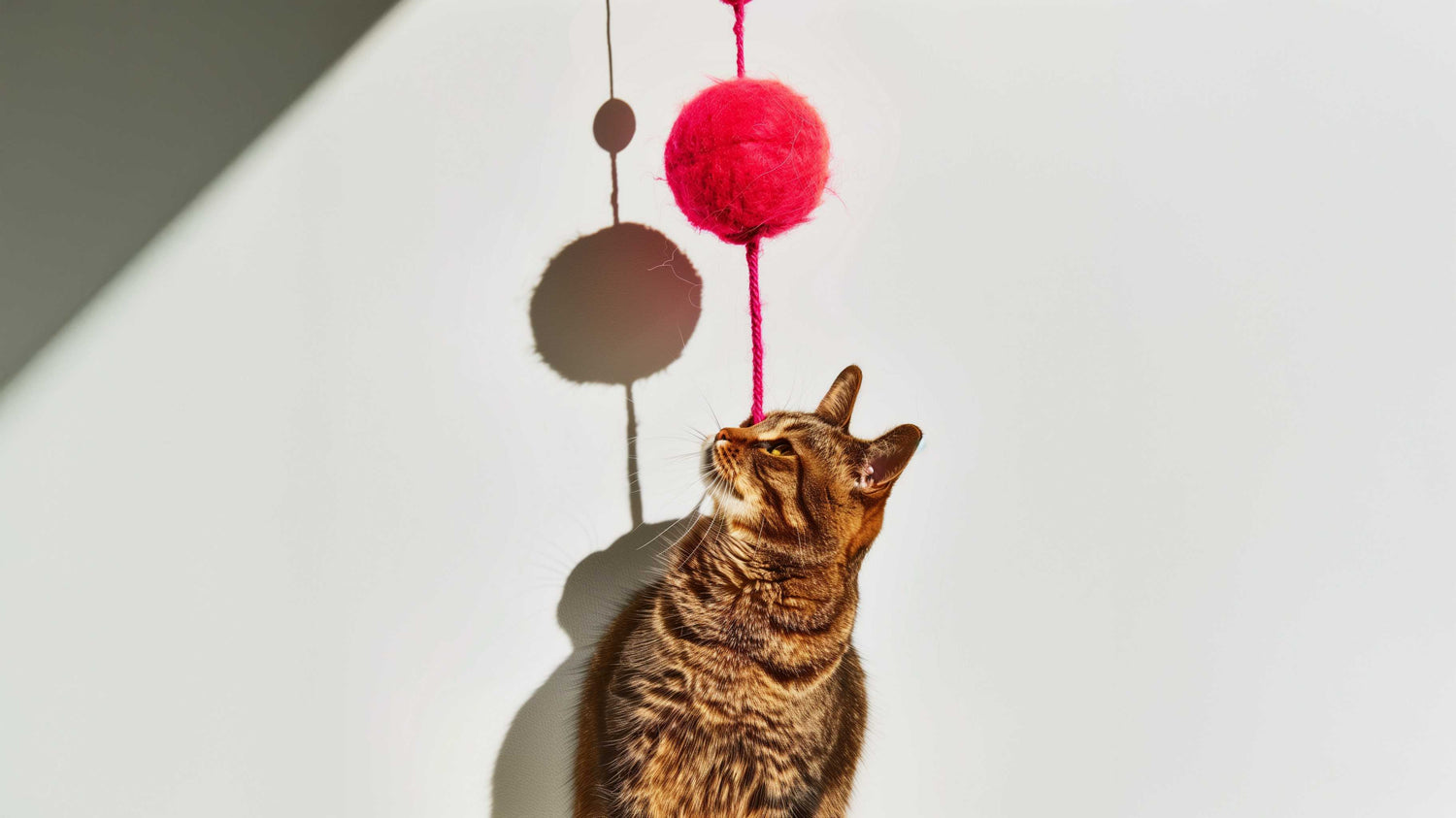 Cat Essentials