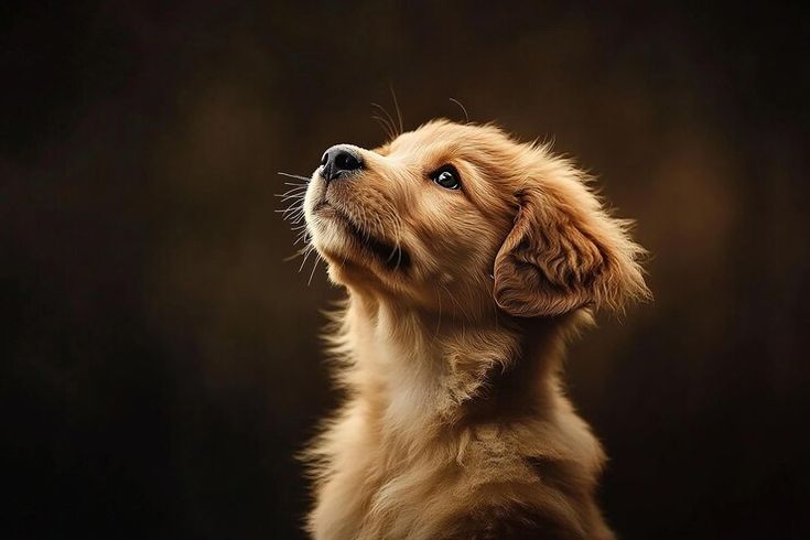 Dog Essentials